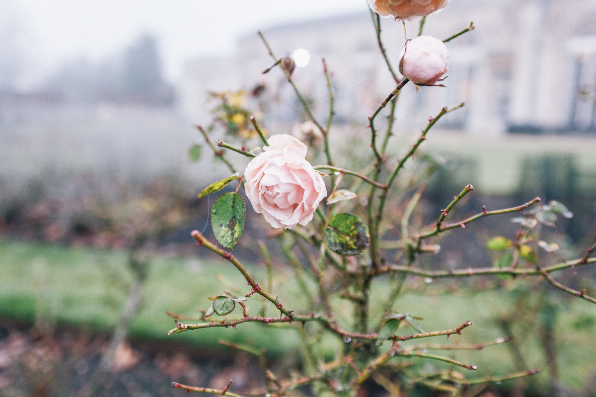 winter wedding roses outside frost