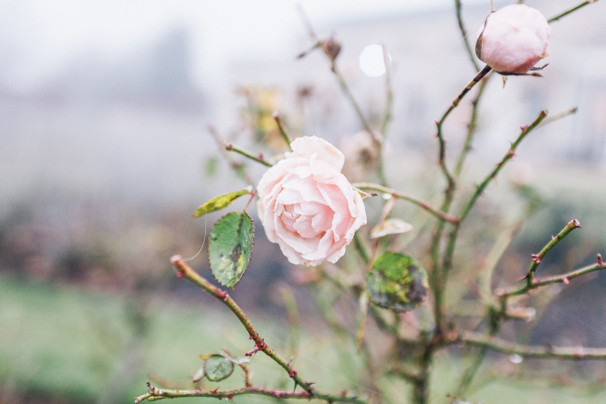 pink rose wedding venue garden